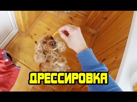 Видео: Дрессировка спаниеля - команда сидеть | 3 способа как научить собаку сидеть