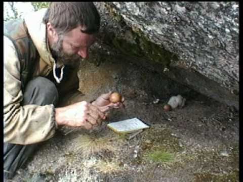 Видео: Понойская депрессия