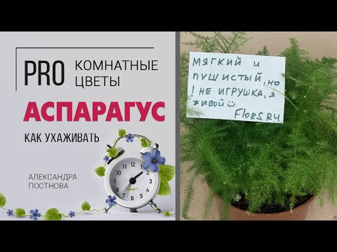 Видео: Аспарагус - неприхотливый комнатный цветок | Что вы о нем еще не знали?