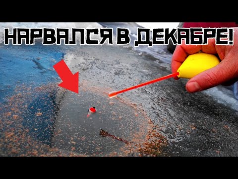 Видео: ПОПАЛ НА РАЗДАЧУ в НАКОРМЛЕННОЙ ЛУНКЕ! Кто клюёт на поплавок?! Зимняя рыбалка, первый лед 2024-2025