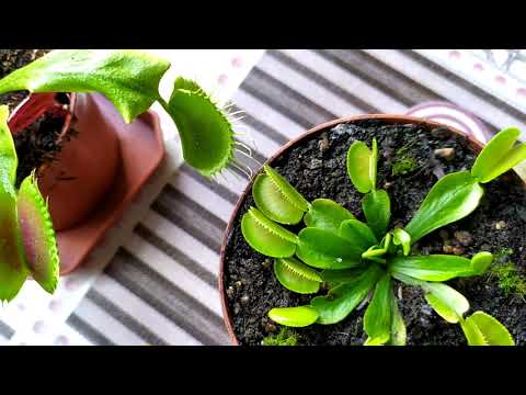 Видео: Венерина Мухоловка. Dionaea muscipula. Содержание и уход. Хищное растение.