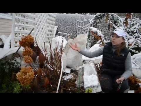Видео: Как укрыть на зиму крупнолистную гортензию
