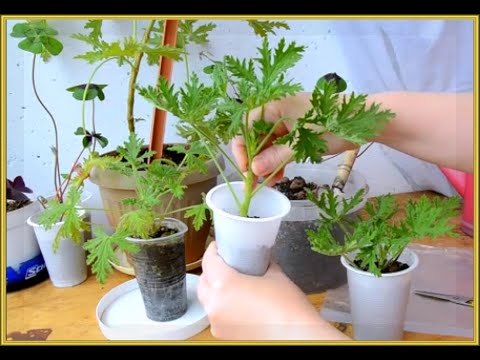 Видео: ✅🌸 Герань душистая укоренение черенка