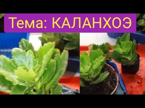 Видео: Как вырастить каланхоэ/Черенкование/грунт/пересадка/