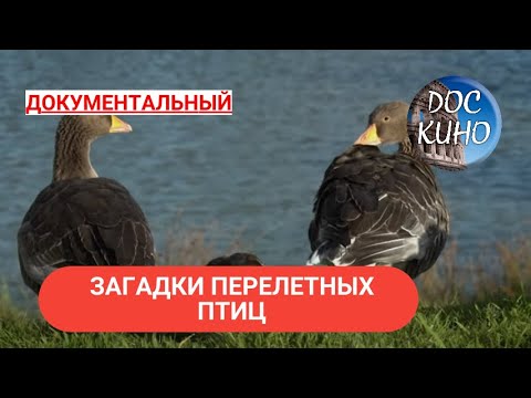 Видео: 🎭ЗАГАДКИ ПЕРЕЛЕТНЫХ ПТИЦ 🌎 ДОКУМЕНТАЛЬНОЕ КИНО 🎆 2019