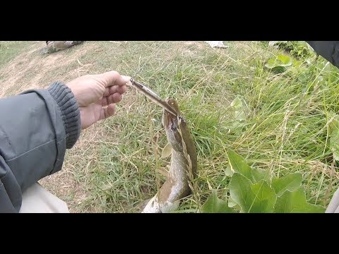 Видео: Varuna 110 bearking разловлена на первой рыбалке