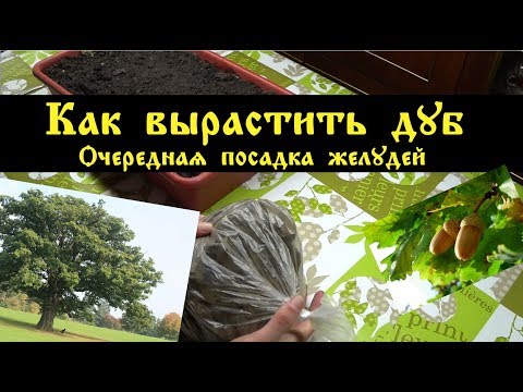 Видео: Как вырастить дуб.  Очередная посадка желудей.