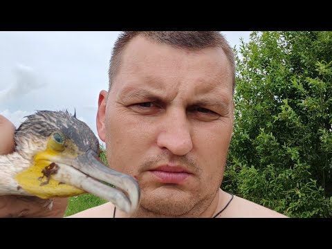 Видео: Открытие охоты в Беларуси 2025. Цапли и бакланы.