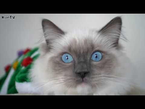 Видео: Рэгдолл (Ragdoll) - самая красивая и ленивая порода кошек.