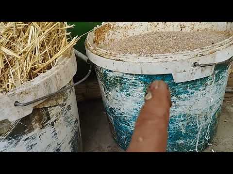 Видео: 87. Қойды бордақылау кезінде қалай жемге үйретемін