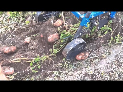 Видео: Вібраційна картоплекопачка ЧП Крючков. Перше випробування на картоплі.