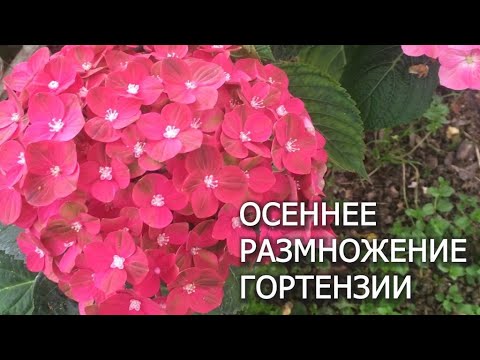 Видео: ОСЕННЕЕ ЧЕРЕНКОВАНИЕ ГОРТЕНЗИЙ