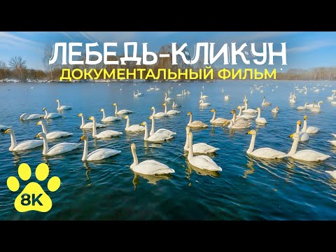 Видео: Лебедь-кликун -- грациозный мигрант | Документальный фильм о дикой природе в 8К (озвучен ИИ)