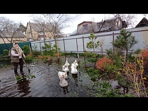 Видео: НАМІЧАЄТЬСЯ КВОЧКА. ЖЕНЕМ ГУСЕЙ ВЕЧЕРОМ ДОДОМУ