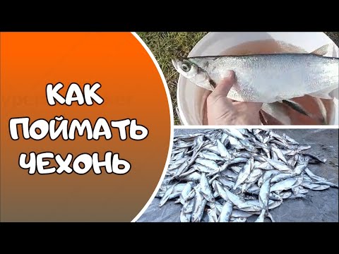 Видео: КАК ПОЙМАТЬ ЧЕХОНЬ