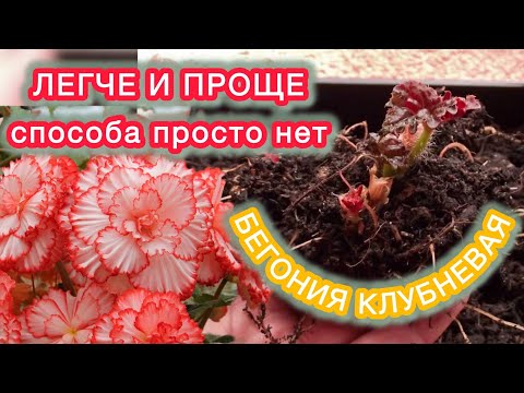 Видео: ПРОРАЩИВАЮ И УКОРЕНЯЮ КЛУБНИ БЕГОНИЙ ОДНОВРЕМЕННО.