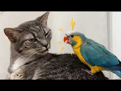 Видео: Кошки так драматизируют из-за попугая 🤣 Смешная реакция кошек
