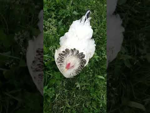 Видео: 16-Мамыр күнгі көк шөпте жайылып жүрген тауықтар.