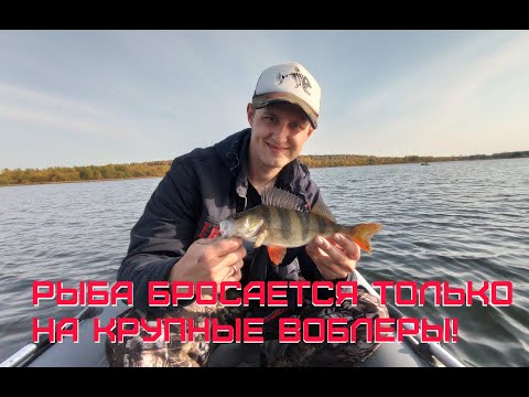 Видео: Ловля Пассивного хищника на крупные воблеры. КОНКУРС!)