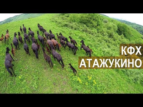 Видео: Лошади Кабардинской породы и КРС. КФХ Атажукино. Кабардино-Балкария