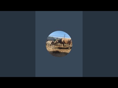 Видео: 943591040 кодирали 