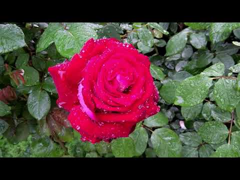 Видео: Мой Эдем. Май 2024 Первая вона цветения роз