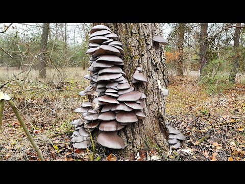 Видео: За грибами. Вешенки навалило знатно. Грибы 2025