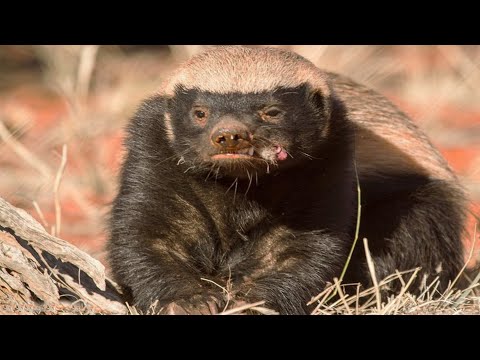 Видео: Медоед Плевал На Всех / Зверь, Который Всегда На Забитом