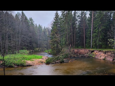 Видео: Прогулка по лесной реке, белорусский лес [4K]