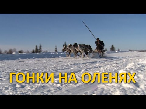 Видео: ГОНКИ НА ОЛЕНЯХ ПОСЁЛОК ХАРУТА 2019 DEER RACES