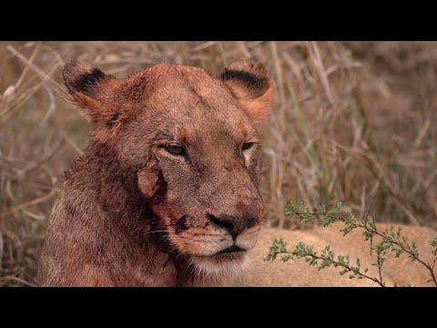 Видео: Львица, пострадавшая во время охоты на буйвола, и детёныш носорога (Мбирис)
