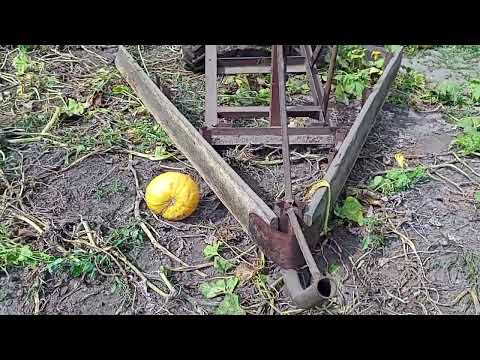 Видео: згортання гарбуза 2025