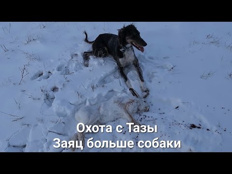 Видео: Охота на зайца. Охота с Тазы. Тазымен аңшылық