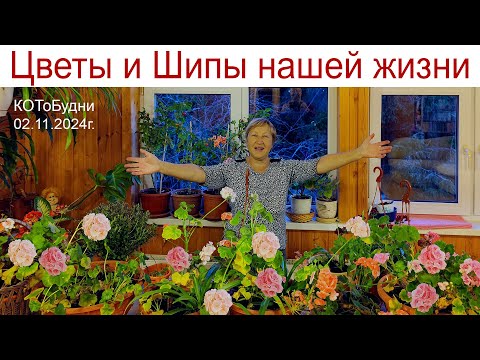 Видео: Цветы и шипы нашей жизни или КОТоБудни от 2 ноября 2024 г.