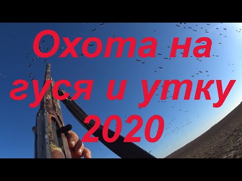 Видео: № 81 Охота на ГУСЯ и УТКУ 2020г. Что нас ждёт в 2020 году? Самые лучшие моменты 2019 года.
