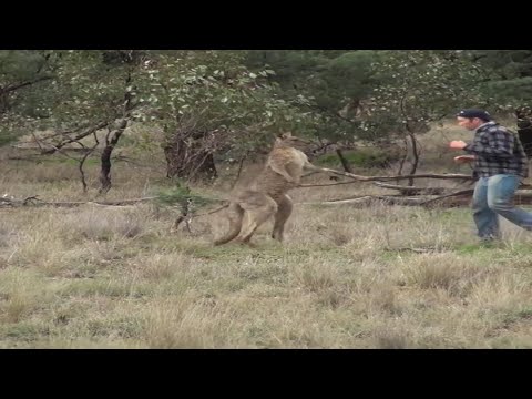 Видео: 20 МИНУТ СМЕХА И НЕУДАЧ / BEST COUB /#Приколы#coub