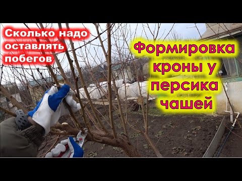 Видео: Как ФОРМИРОВАТЬ ПЕРСИК ЧАШЕЙ