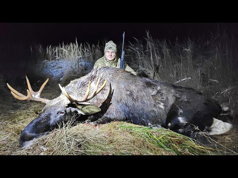 Видео: Охота на лося и оленя. Добыли трофей в финальном загоне.