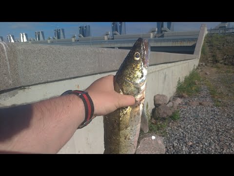 Видео: Рыбалка в Спб и Ленобласти. Сезон судака.
