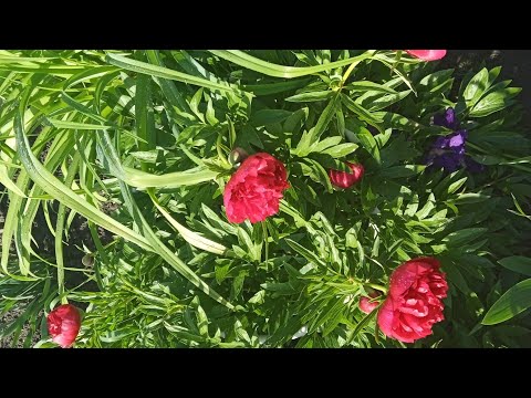 Видео: Піонієвий ліс.🌸🌺🌼