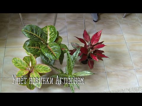 Видео: НОВИЧКИ АГЛАОНЕМЫ. Очень красивые новинки в коллекции.