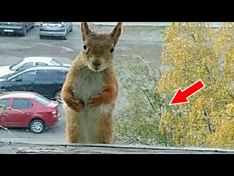 Видео: Белка постучалась в окно к людям, но то, что она принесла - ПОВЕРГЛО В ШОК!