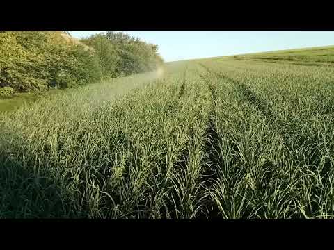 Видео: Полив туманом.  Нюансы.  Какие работы проводились за прошедшие дни.