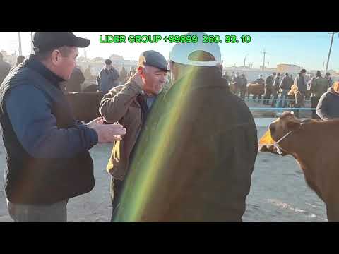 Видео: САУДА КАЛАЙ БОЛДЫ 8 ОКТЯБР 2025 ЖЫЛ КАРАОЗЕК МАЛ БАЗАР 