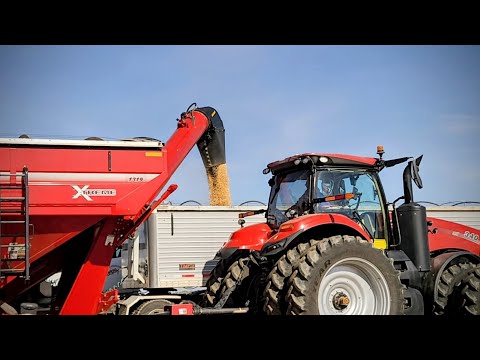 Видео: Сбор сои остановился