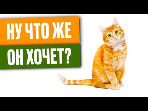 Видео: Почему кошка постоянно просит еду. Необычные причины!
