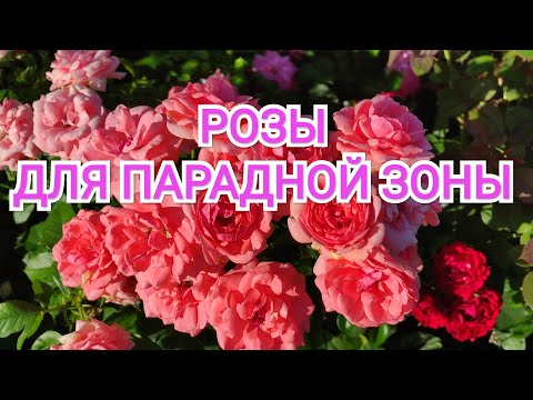 Видео: Лучшие РОЗЫ для парадной зоны.