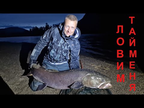 Видео: Монголия. Особенности рыбалки на тайменя.