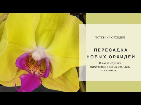 Видео: Несколько вариантов развития событий . Новые орхидеи от ЗЕБО ОРХИДС