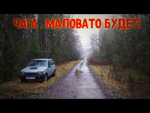Видео: В лес за чагой. Сколько собрал ? Стоит ли ?